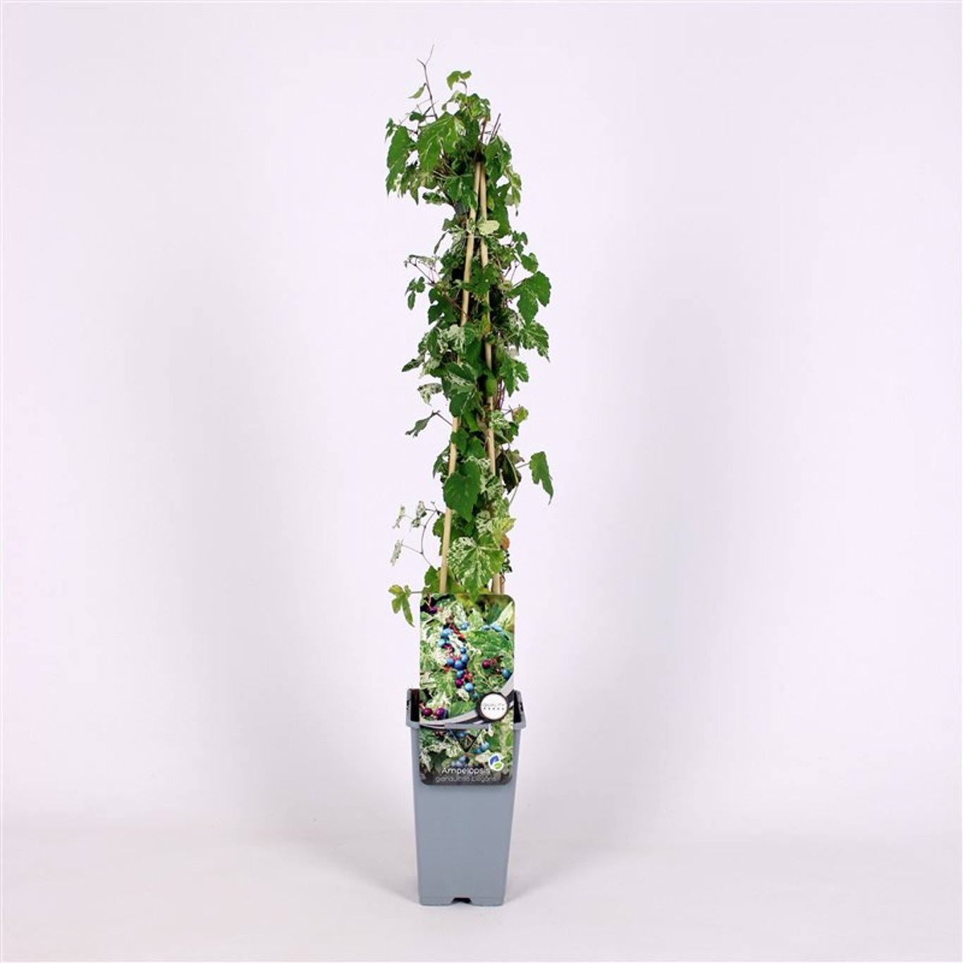 Ampelopsis glandulosa 'Elegans' - C2 70/+ CM